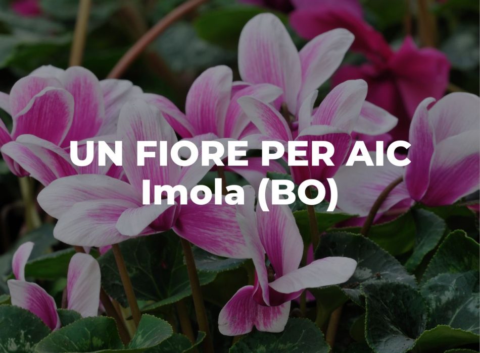 AIC_sito – 2025-09-16T104048.110 AIC_sito - 2025-09-16T104048.110